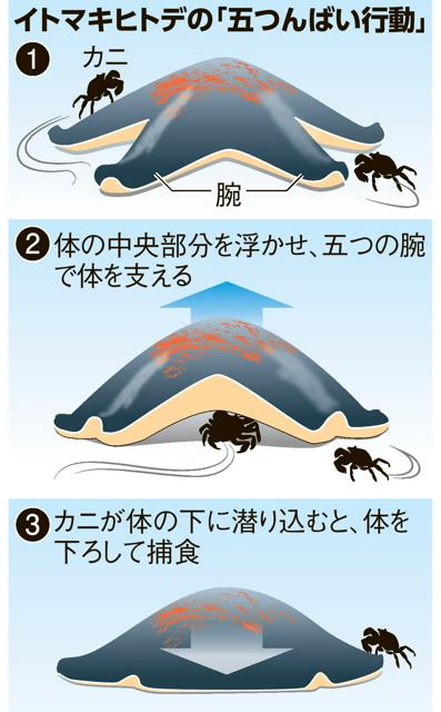 「掃除屋」でなく「捕食者」だった　動き遅いヒトデが生きたカニ捕食