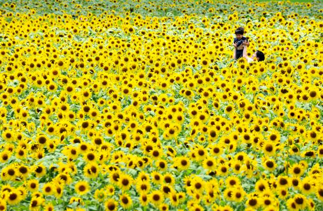 兵庫・小野で40万本のヒマワリ畑が満開　厳しい暑さに下向く花も