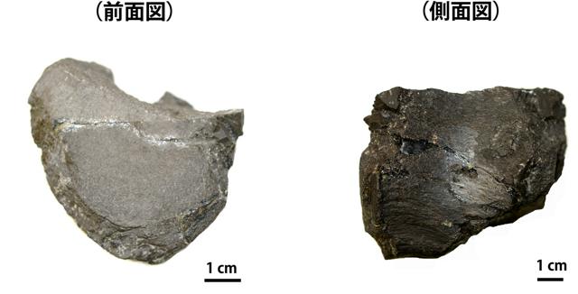 「香川県初の恐竜」はカモノハシ竜　CTで化石を調べて恐竜を特定