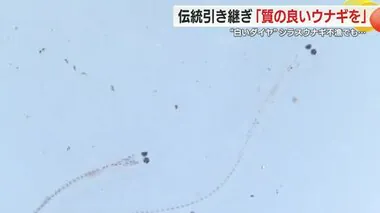 「ウナギを食べて元気になって」シラスウナギ不漁で価格高騰　苦境の養鰻業者　“丑の日”の伝統守る