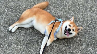 「ずっと笑顔で怖かった」ニコニコしながら“散歩拒否”する柴犬がかわいい…飼い主を困らせたかったのか状況を聞いた