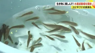 生き物に親しんで！水産試験場を開放　エビやフナの放流も