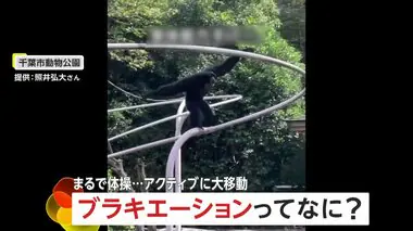 脅威の身体能力！まるで体操競技…アクロバティックに大移動テナガザルのハートちゃん「ブラキエーション」で飛び回り　千葉市