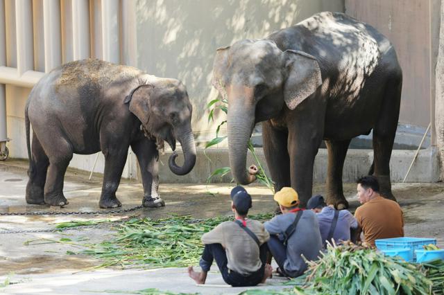 空からゾウ4頭、輸送に1億円　サトウキビ90キロで快適な空の旅