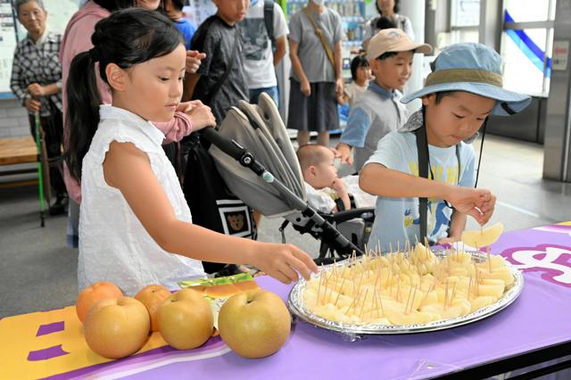 暑さ乗り切り甘ーく成長　糖度14度　静岡ブランド「藤里梨」収穫