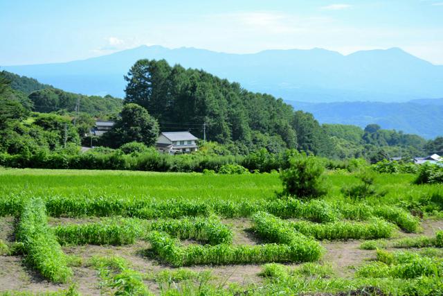 百選の棚田に迷路が登場、草が伸びたら「迷宮に」　謎解きも楽しんで