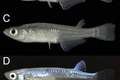 琵琶湖で観賞魚メダカを初確認　生態系乱す脅威「放流しないで」