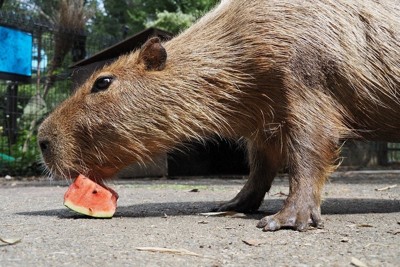 カピバラのスイカ早食い競争　“埼玉代表”ヘチマが余裕の3連覇