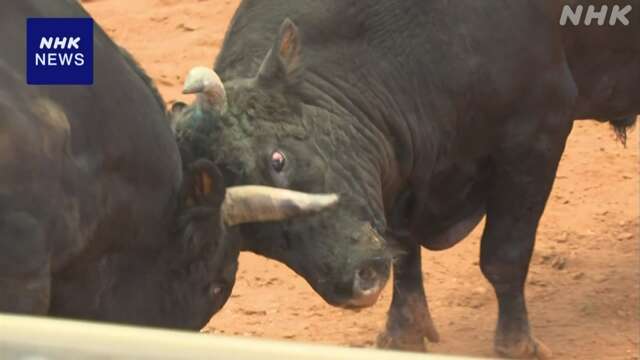 沖縄 うるま「夏の全島闘牛大会」 県内から選抜の牛が強さ競う