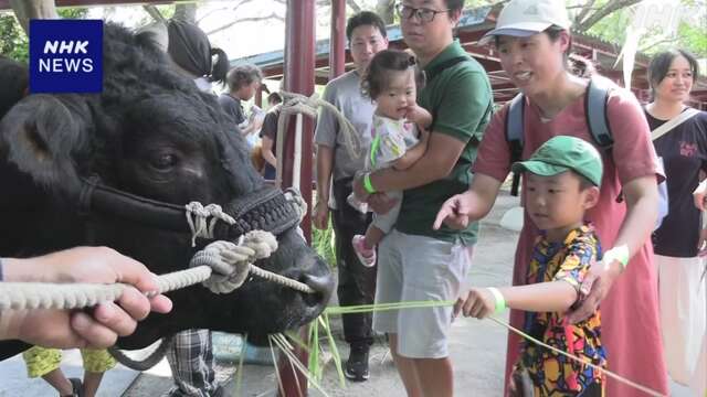 愛媛 宇和島 “闘牛に親しんで” お盆に合わせイベント開催