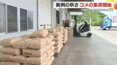 コメ不足解消につながる？”異例”の早さでコシヒカリ集荷開始　小売店から要望も　静岡