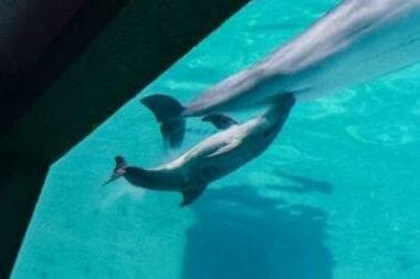 【おたる水族館】バンドウイルカの赤ちゃん誕生！“北海道で初” お母さんに寄り添われ元気に泳ぐ… 命名方法は今後検討