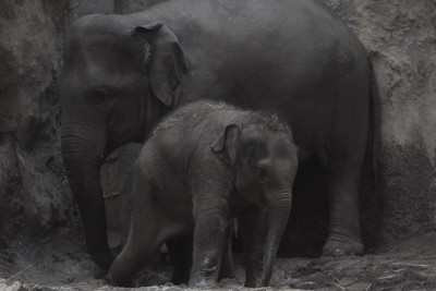 ゾウの「タオ」1歳に　すくすく育ち、体重605キロ　円山動物園