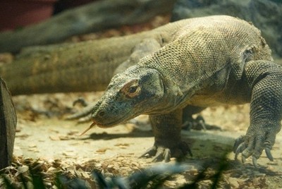 世界最大級・コモドオオトカゲ、23日から一般公開　東山動植物園