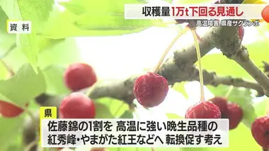 【山形】県産サクランボ収穫量1万トン下回る見通し…高温障害・双子果で　県が支援策案も提示