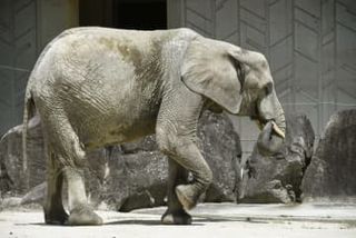 絶滅危惧種「マルミミゾウ」妊娠　広島で国内初、来夏にも出産