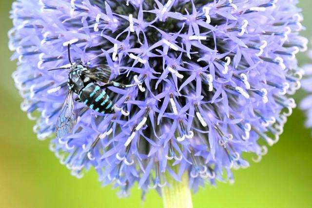 瑠璃色の花に瑠璃色のハチ、熊本・産山でヒゴタイ咲き誇る