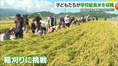 四国中央で子どもたちが学校給食米の収穫体験【愛媛】