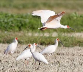 能登で本州初トキ放鳥へ　復興支援一環、26年度にも