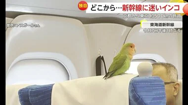 【独自】どこから？新幹線の中に“迷いインコ”…京都から東京 約500kmの“旅路”も捕獲され警察へ　SNSきっかけで飼い主のもとに