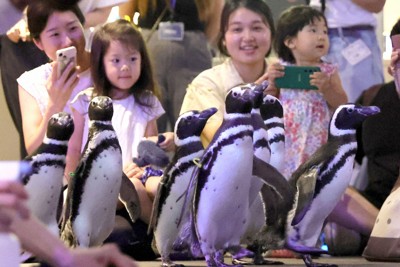 能登から避難したペンギン7羽　東京・すみだ水族館で一般公開