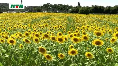 松浦市内のヒマワリ畑　黄色い大輪の花が一面に【長崎】