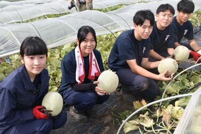 爽やかな甘さ「おいしく食べて」　高校生がメロン収穫　青森