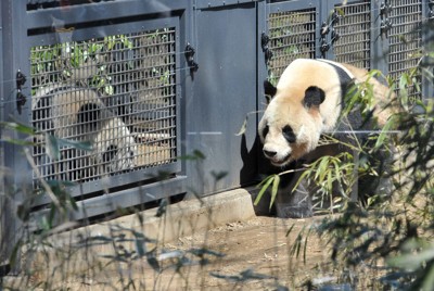 パンダのリーリーとシンシンを中国に返還へ　治療のため　上野動物園