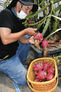 ＜食卓ものがたり＞生命力秘めた深紅の実　ドラゴンフルーツ（栃木県那珂川町）