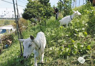 岐阜・美濃加茂　“除草名人”ヤギさん出動　教育、癒やし効果も