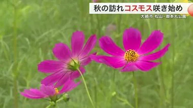 色とりどりのコスモス咲き始める　大崎市松山・御本丸公園〈宮城〉