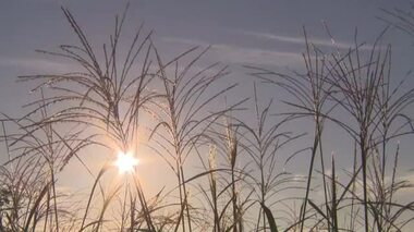 猛暑は続くも…県北・蒜山に“秋の足音”　岡山・鳥取県境の鬼女台ではススキの穂伸びる【岡山】