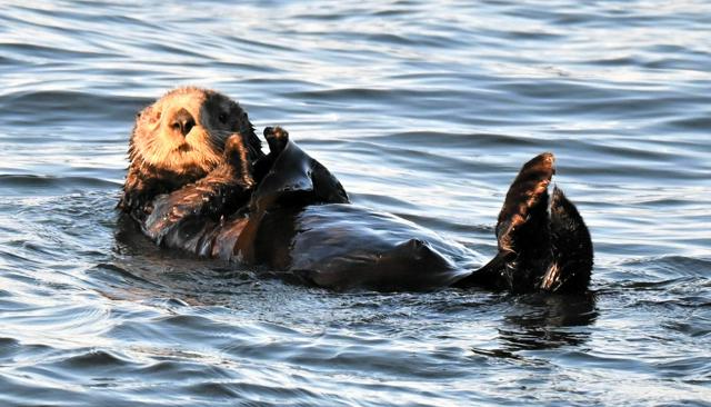 海藻を体に巻き、波でゆらゆら　北海道納沙布岬で野生のラッコ