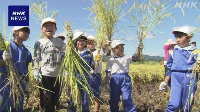 小学生が鎌を使った昔ながらの稲刈りを体験 宇都宮