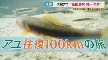 『大阪湾から鴨川へ　往復100キロの旅』減少していたアユ復活を　訴状を手助けする「魚道」の設置活動