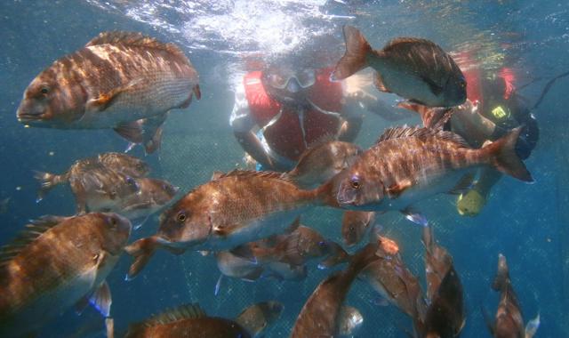 志摩の海で鯛になるタイ験　8千匹のマダイと一緒に泳げる養殖いけす