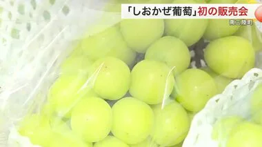 初の販売会に行列！大人気「しおかぜ葡萄」〈宮城〉