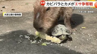 カピバラとカメが“エサ争奪戦”!?　他の動物と同じ場所で飼育するワケは…“野生の環境の再現”　さいたま市「大宮公園小動物園」