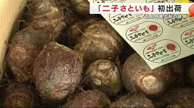 北上特産の「二子さといも」初出荷　味が濃く強い粘り気　岩手県