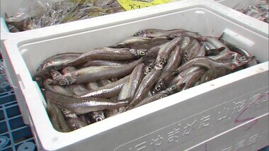 サケの価格高騰する中…底引き網漁解禁！旬迎えた“メギス”がオススメ「塩焼きや唐揚げに」【新潟】