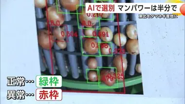 “AI選別”でマンパワー半分に　東北をタマネギ産地にするべく実証進む　秋田・由利本荘市