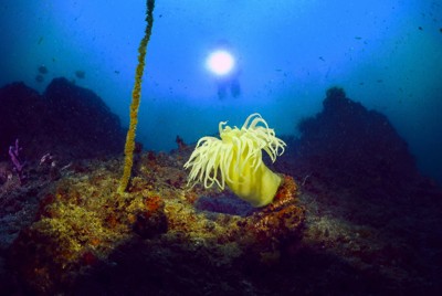 海中で輝く生き物たち