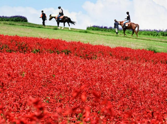 10万本の赤いサルビアと青い海が競演　兵庫・淡路島の県立公園