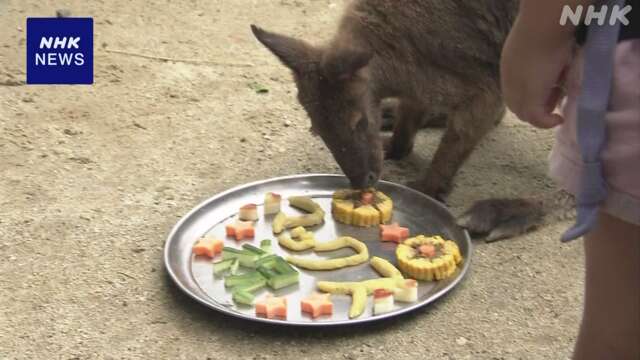 敬老の日 ワラビーの長生きを祝い特製ケーキをプレゼント