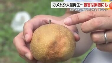 「エサのヒノキの実が豊作」カメムシ大量発生の原因は?猛暑や台風の防風雨も影響か…果物も被害に