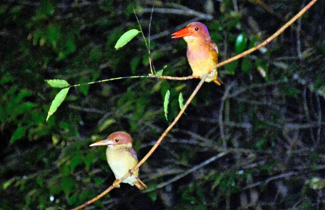 幼鳥もすくすく　夏鳥リュウキュウアカショウビン　枝の先で一休み