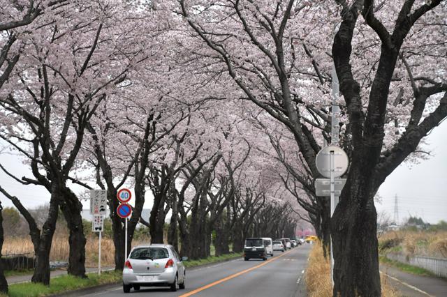 横浜・海軍道路の桜並木、植え替えで再生へ　「5年後に消滅」予測で