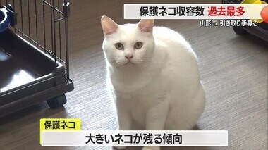 【山形】実は人懐っこく飼いやすい　保護ネコが過去最多・動物愛護センターで引き取り手募る