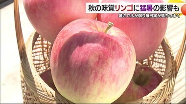 愛媛県内も秋の景色に　りんごは暑さで色づき悪い【愛媛】