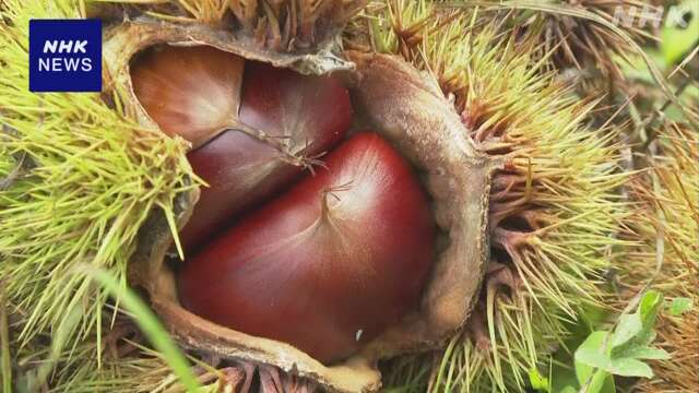 秋の味覚「丹波くり」収穫始まる 京都 福知山